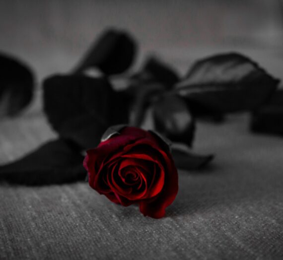 The Valentines Rose